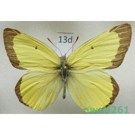 Colias alexandra W.H. Edwards, 1863 male USA13d